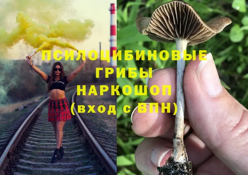 купить наркотики цена  Новоузенск  Псилоцибиновые грибы MAGIC MUSHROOMS 