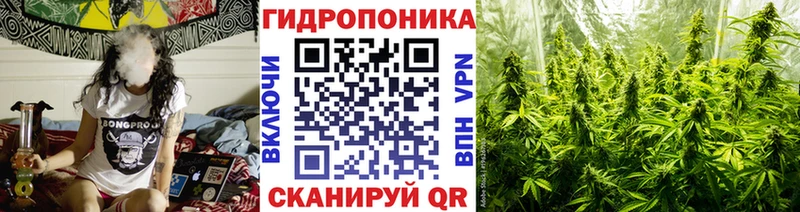 Канабис OG Kush  Новоузенск 